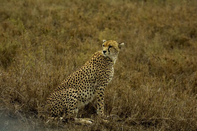 2 Days Group Joining Camping Safari Tarangire Park and Ngorongoro Crater - Descending into Ngorongoro Crater on day two
