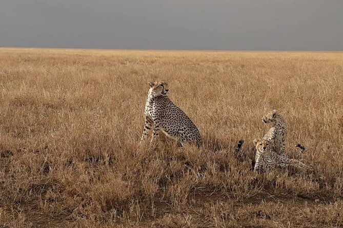2 Days Group Joining Camping Safari Tarangire Park and Ngorongoro Crater - What is included and what is not