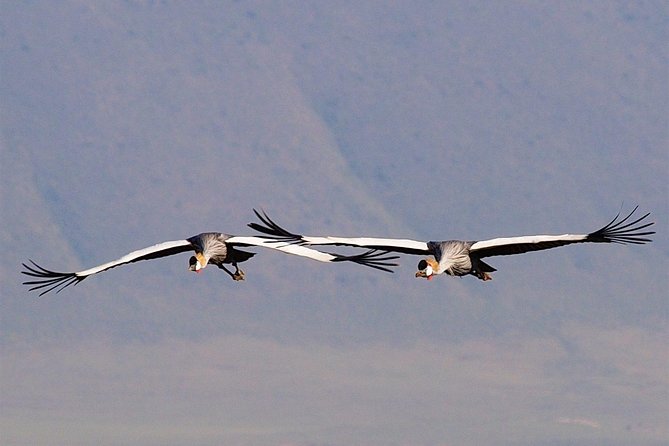 2 Days Joined Group Tarangire and Ngorongoro Crater National Park - Lodging, meals, and daily comfort