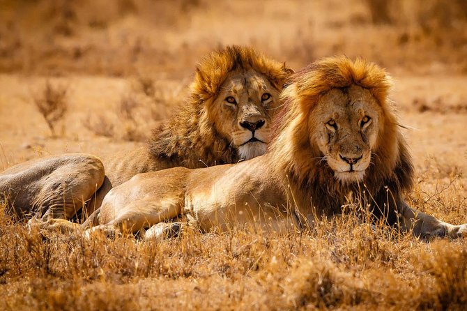 2 Days Lodge Safari - Lake Manyara and Ngorongoro Crater - What the private Land Cruiser changes