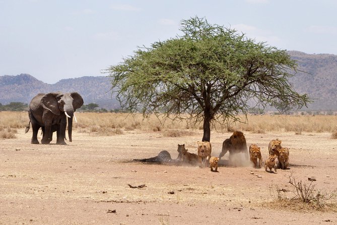2 Days Lodge Safari - Lake Manyara and Ngorongoro Crater - Meals, water, and the real value of $686