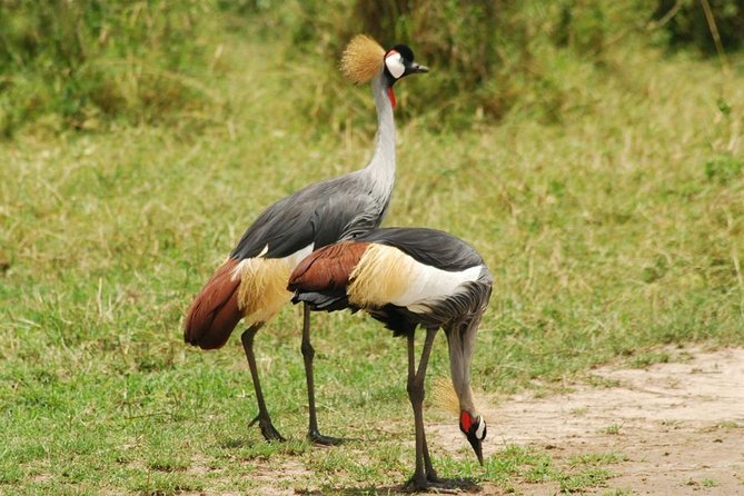 2 Days Lodge Safari - Lake Manyara and Ngorongoro Crater - The schedule’s strengths and weak spots