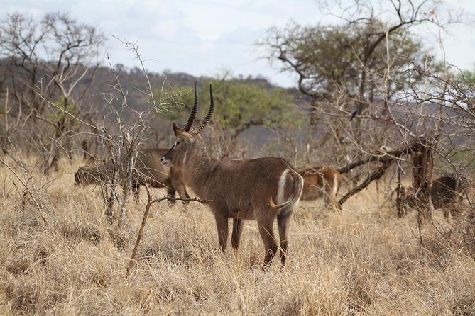 2 Days Lodge Safari - Lake Manyara and Ngorongoro Crater - Who should book this safari