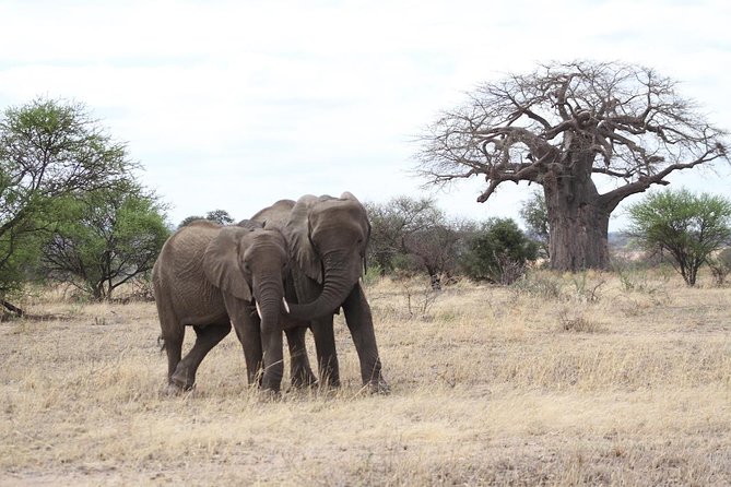 2 Days Lodge Safari - Lake Manyara and Ngorongoro Crater - Day one at Lake Manyara: elephants, monkeys, and baobabs