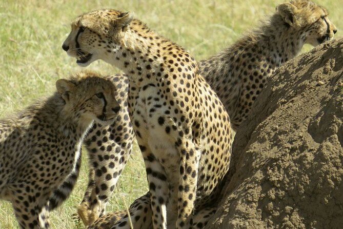 2 Days Lodge Safari – Tarangire & Ngorongoro Crater - Six hours among Tarangire’s baobabs