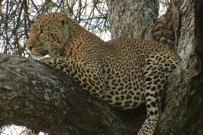 2 Days Lodge Safari – Tarangire & Ngorongoro Crater - Entering the Ngorongoro Crater on day two