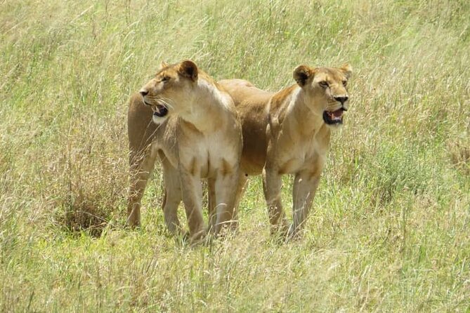 2 Days Lodge Safari – Tarangire & Ngorongoro Crater - Meals, guiding, and the small-group setup
