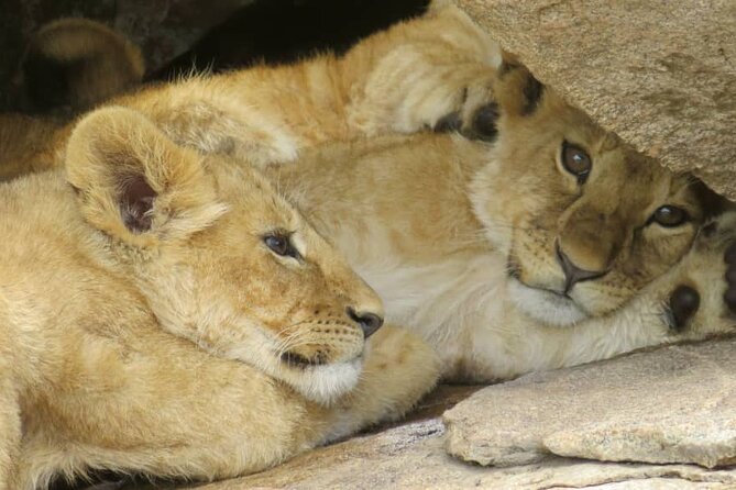 2 Days Lodge Safari – Tarangire & Ngorongoro Crater - Who will enjoy this safari most