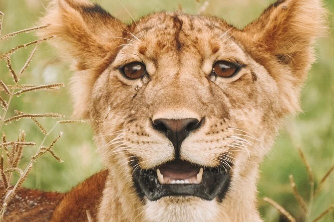 2 days Mid Range Safari in Ngorongoro and Tarangire Big 5 Parks - The guide and vehicle make the difference