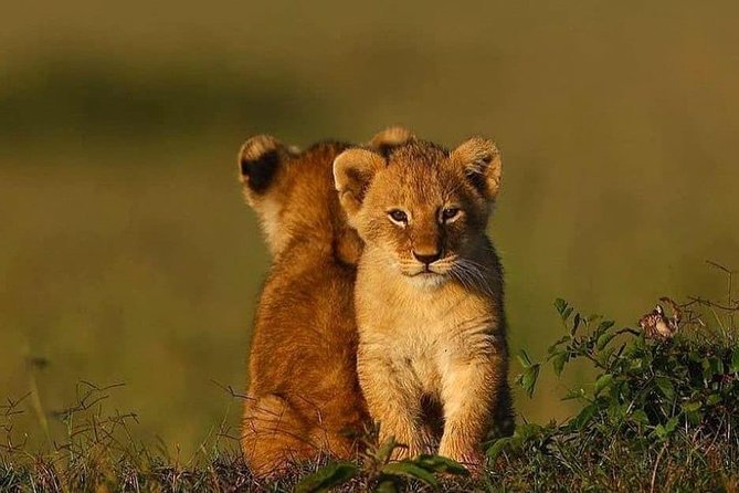 2 days Mid Range Safari in Ngorongoro and Tarangire Big 5 Parks - Leaving Arusha at 5:00 a.m.