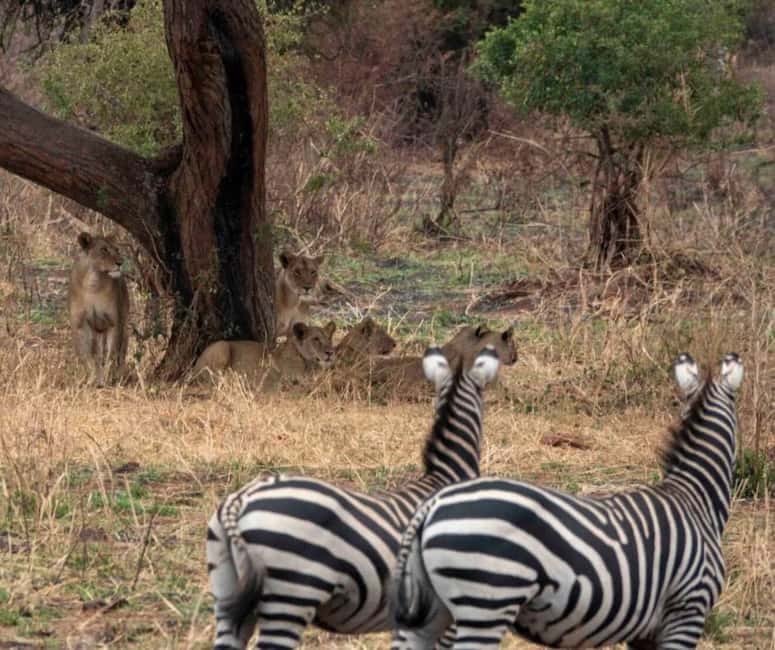 2 Days Mikumi National Park - Key things to know before booking