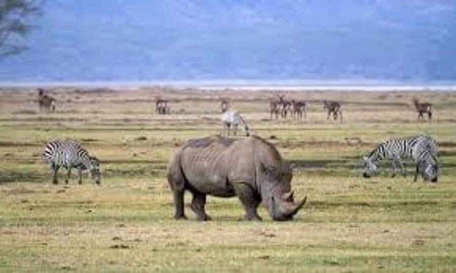 2 Days Mikumi National Park - Why Mikumi works well for a two-day safari