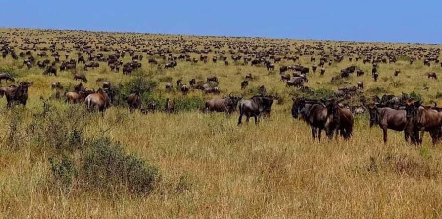 2 Days Mikumi National Park - The Uluguru Mountains and nearby safari routes
