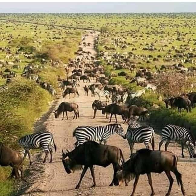2 Days Mikumi National Park - Who should book this trip