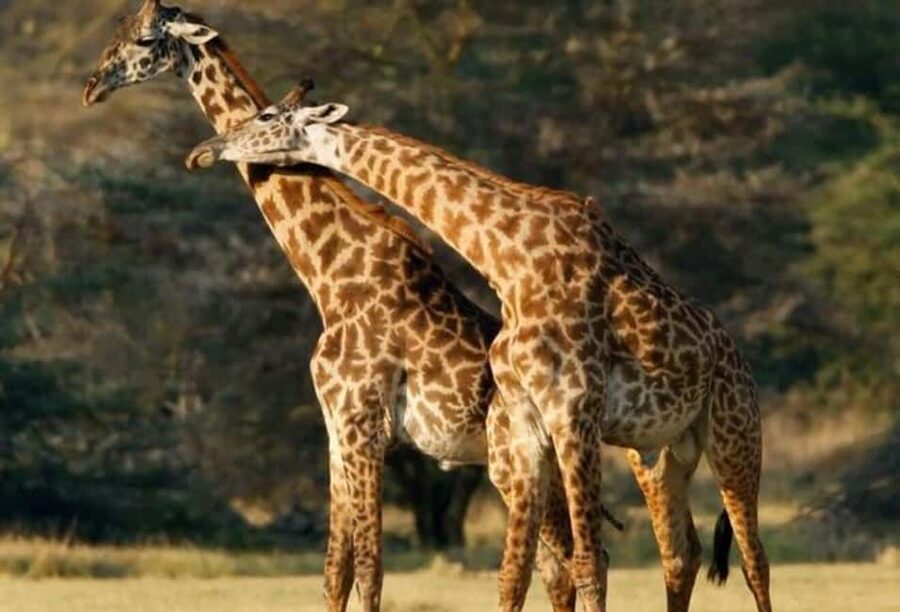 2 Days Mikumi National Park - The early drive from Dar es Salaam