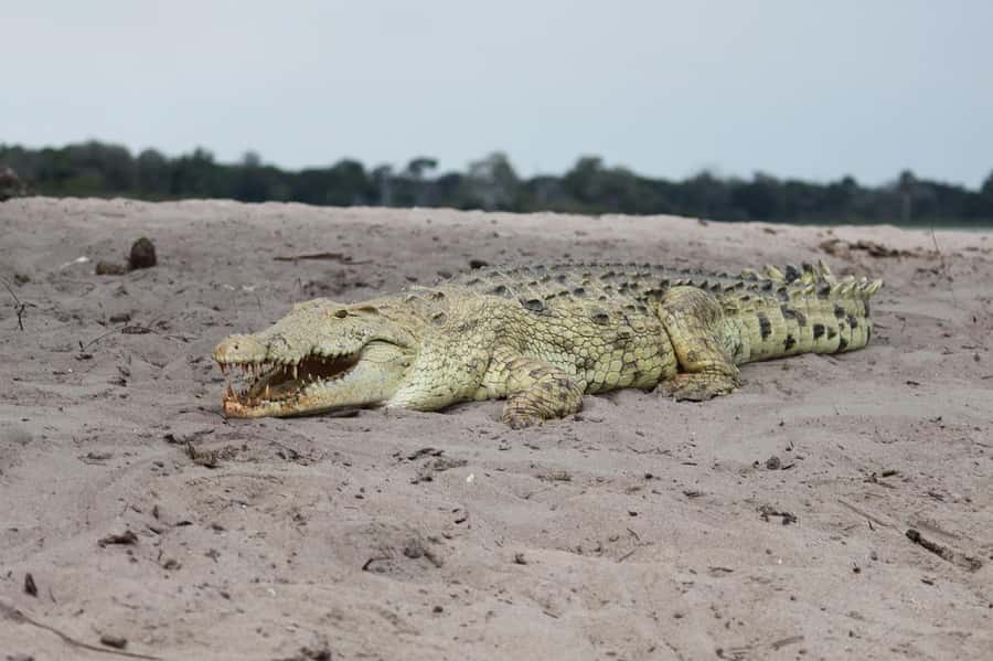 2 DAYS - MIKUMI PARK FROM DAR ES SALAAM BY LUXURY TRAIN - Why this short safari works from Dar es Salaam