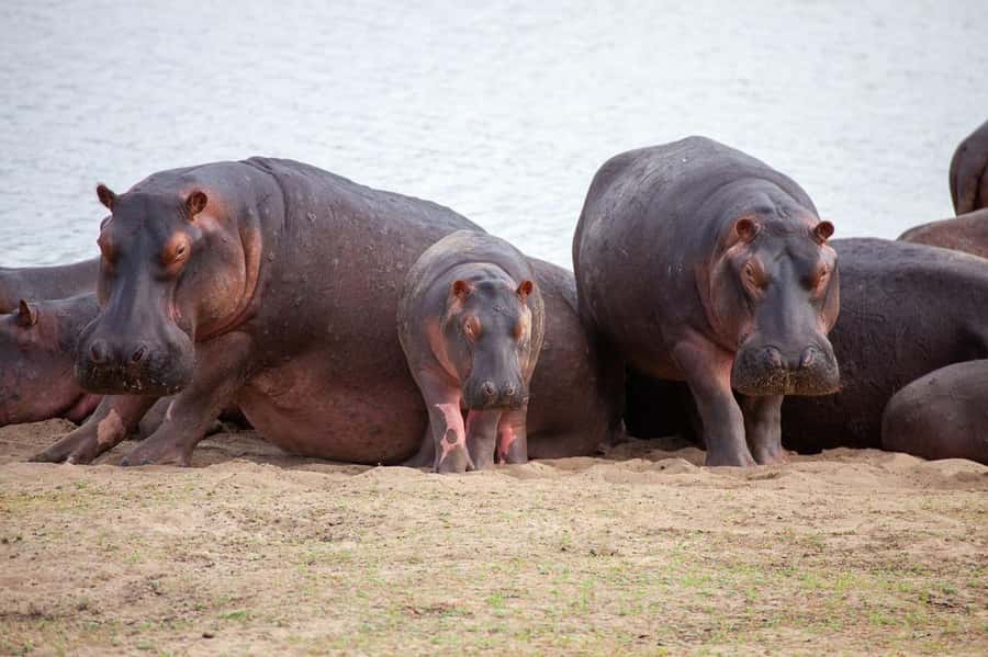 2 DAYS - MIKUMI PARK FROM DAR ES SALAAM BY LUXURY TRAIN - Mikumi’s miombo woodland and waterholes