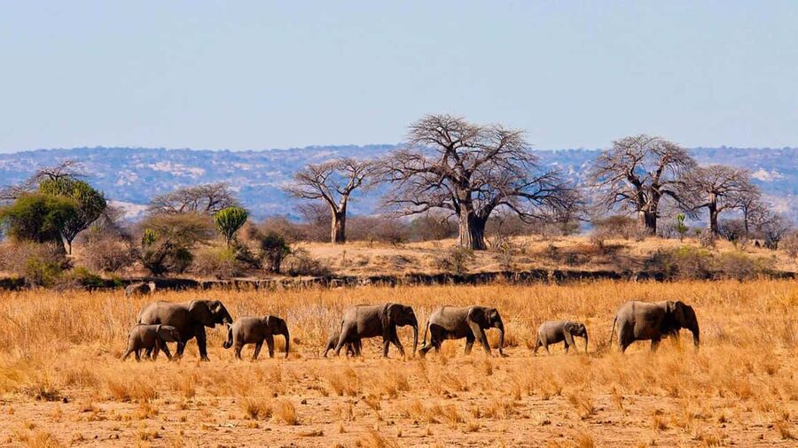 2 Days mikumi safari adventure from dar es salaam - Why Mikumi Works for a Two-Day Safari