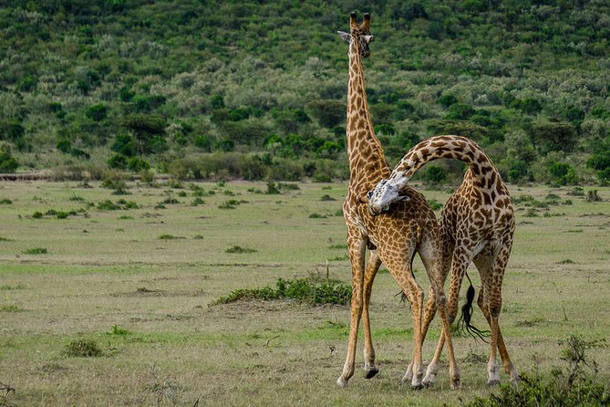 2 Days Northern Circuit Safari (lake Manyara & Ngorongoro) - Why this two-day safari works