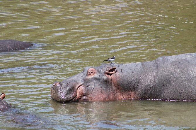 2 days private lodge safari - How the vehicle and group size affect the day