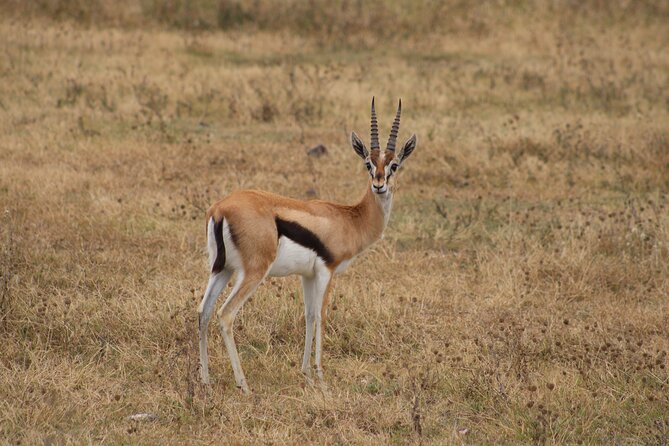 2 days private lodge safari - The guides are the heart of the experience