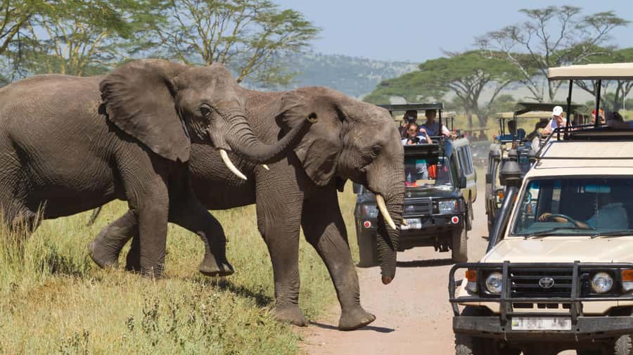 2-Days Private Luxury Safari from and back to Zanzibar - Key points to know before booking
