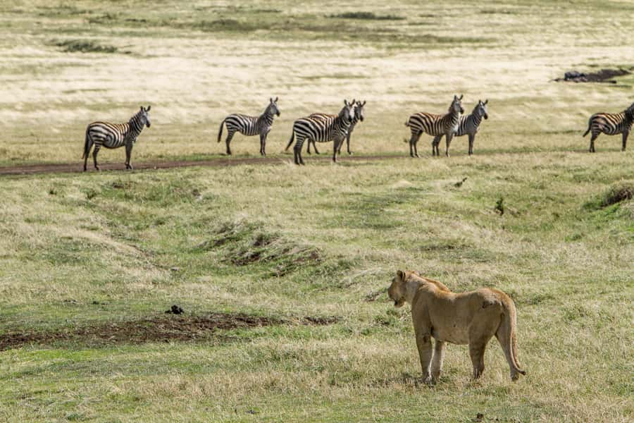 2-Days Private Luxury Safari from and back to Zanzibar - Day 1: From Zanzibar to Tarangire’s baobab country