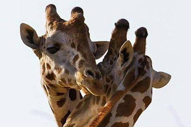 2 days quick trip to Mikumi National park - Key things to know before booking
