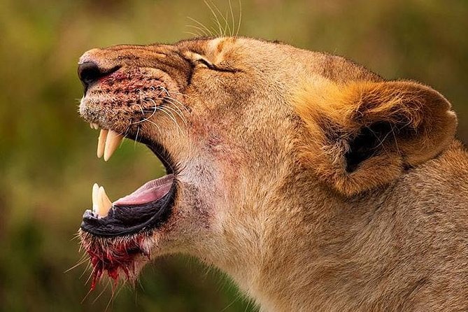2 days quick trip to Mikumi National park - What this quick Mikumi safari is really like