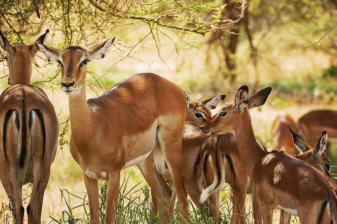 2 days quick trip to Mikumi National park - Guide, cook, and service