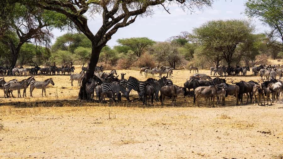 2-Days safari adventure from Zanzibar to Nyerere by flight - Key Details That Shape the Safari