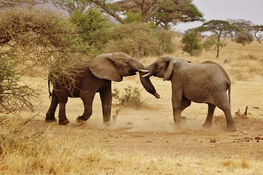 2-Days safari adventure from Zanzibar to Nyerere by flight - Why This Zanzibar to Nyerere Route Works