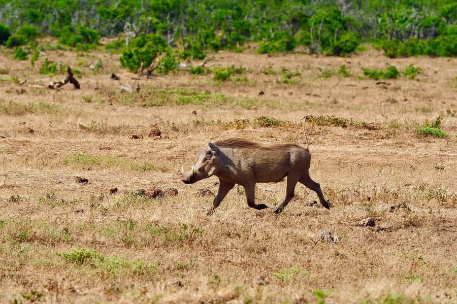 2-Days safari adventure from Zanzibar to Nyerere by flight - What the Open Jeep Game Drive Adds