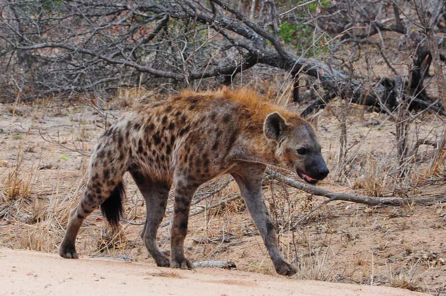 2-days safari adventure to Nyerere from Zanzibar by flight - A Full Day Searching for Nyerere’s Big Four