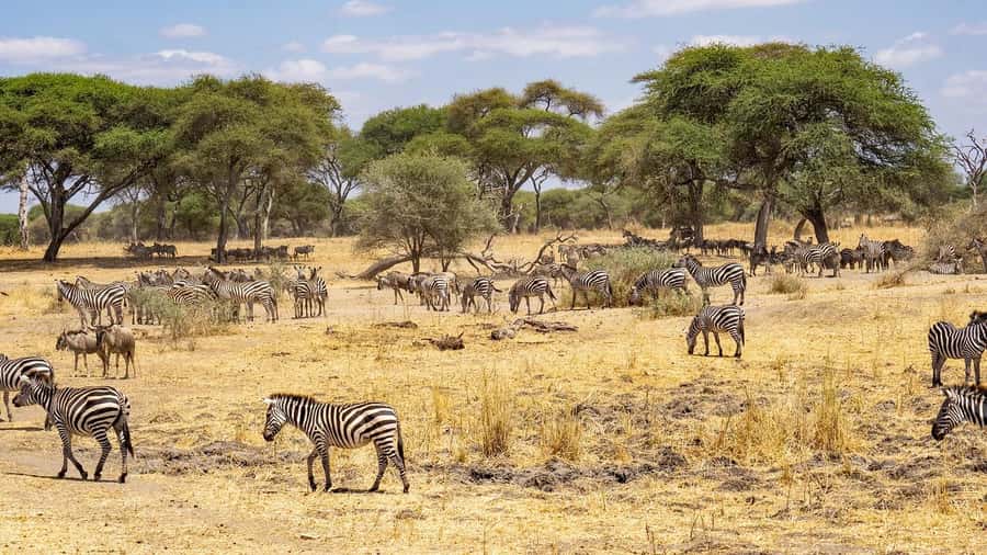 2-days safari adventure to Nyerere from Zanzibar by flight - Day One: Flying From Zanzibar to Mtemere Airstrip