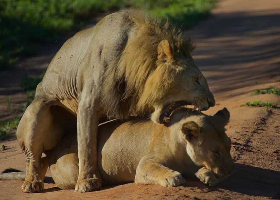 2-Days safari to Nyerere National P. from Zanzibar by flight - Key points to know before booking