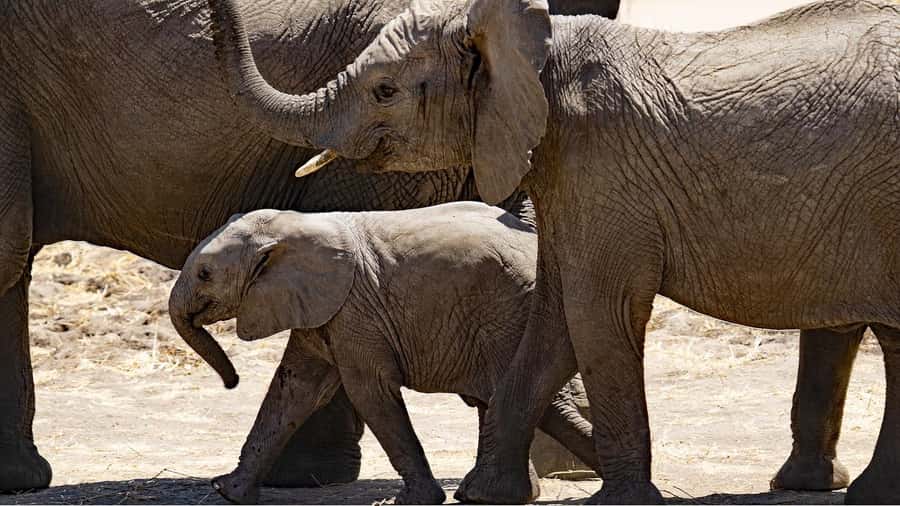 2-Days safari to Nyerere National P. from Zanzibar by flight - Why Nyerere works so well from Zanzibar