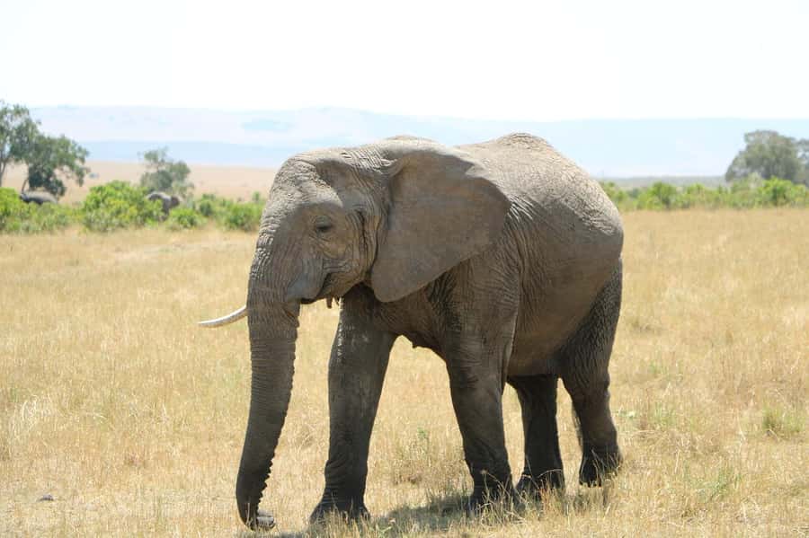 2-Days safari to Nyerere National P. from Zanzibar by flight - A full day in an open safari vehicle