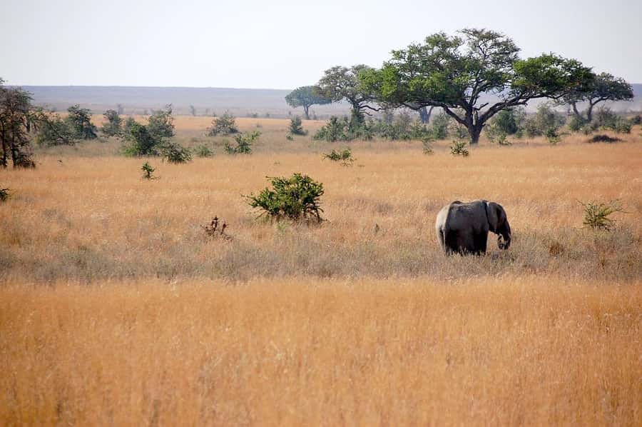 2-Days safari to Nyerere National P. from Zanzibar by flight - What $780 includes, and what it means
