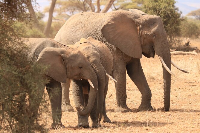 2 Days Safari to Tarangire & Lake Manyara - Lake Manyara’s birds and forest animals