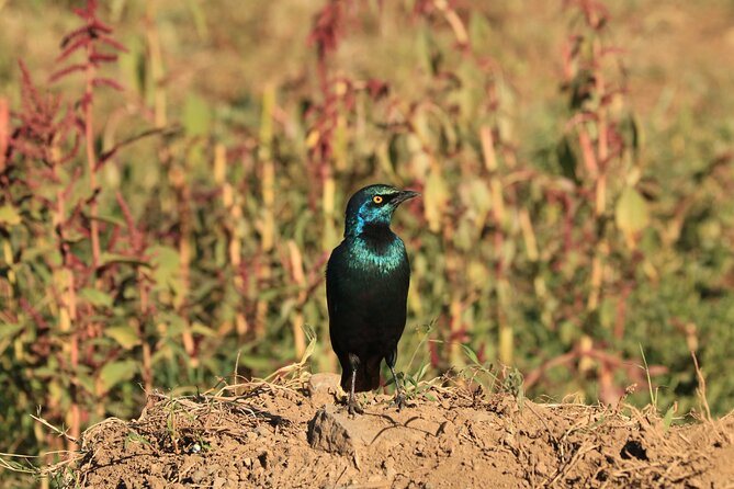2 Days Safari to Tarangire & Lake Manyara - Wildlife expectations: strong possibilities, no guarantees