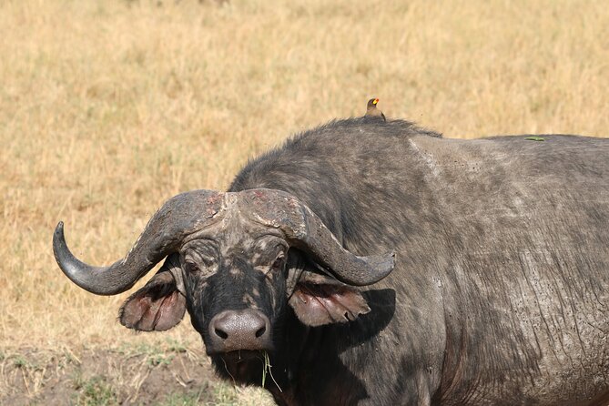 2 Days Safari to Tarangire & Lake Manyara - Starting from Arusha at 7:00 am