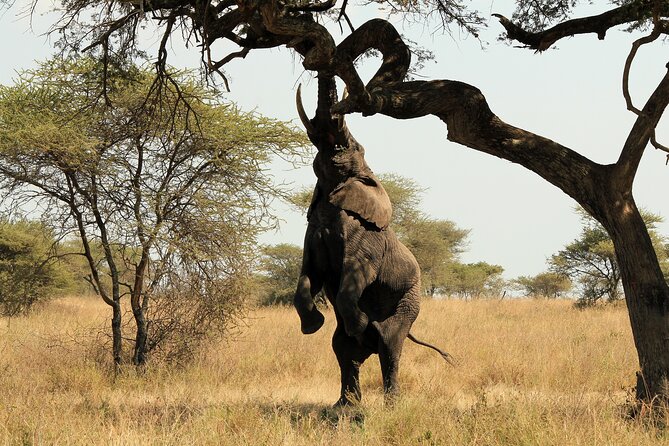 2 Days Safari Tour in Tarangire and Ngorongoro Crater - What the Guides Add to the Day