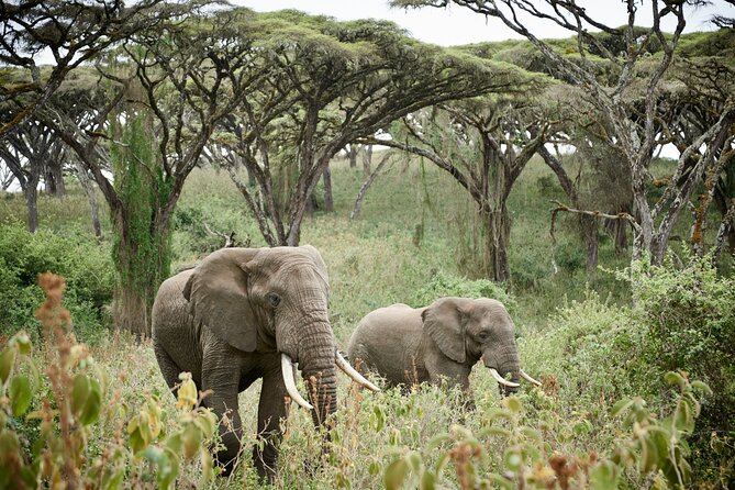 2 Days Safari Tour in Tarangire and Ngorongoro Crater - The Real Value of $980 Per Person