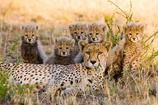 2-Days Safari Tour in Tarangire & Ngorongoro Crater - Guides, group size, and the human side of the safari