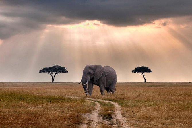 2 Days Selous Game Reserve Safari from Zanzibar or Dar es salaam - Day one: a full game drive across the reserve