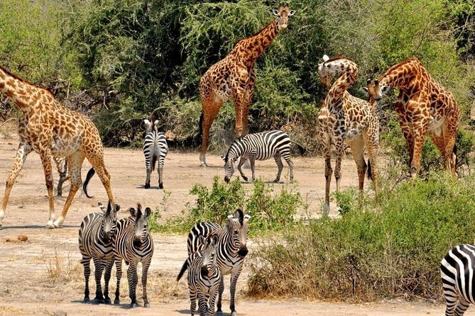 2 Days Selous Game Reserve Safari from Zanzibar or Dar es salaam - Day two: Lake Manze by boat
