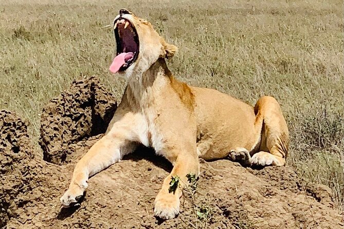 2- Days Tanzania Private (Budget) Safari - The guide can shape the whole safari