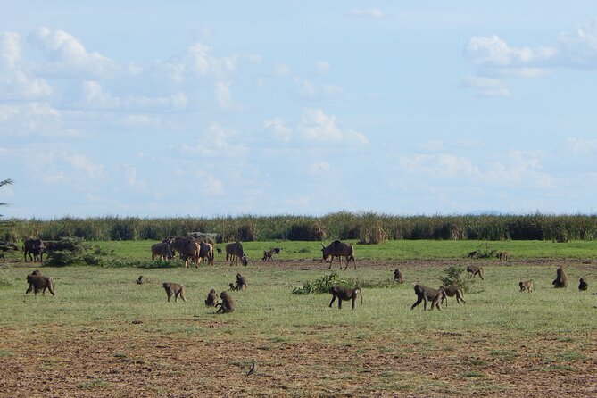 2 Days Tarangire and Ngorongoro Crater Tour - Karatu overnight: the useful pause between parks