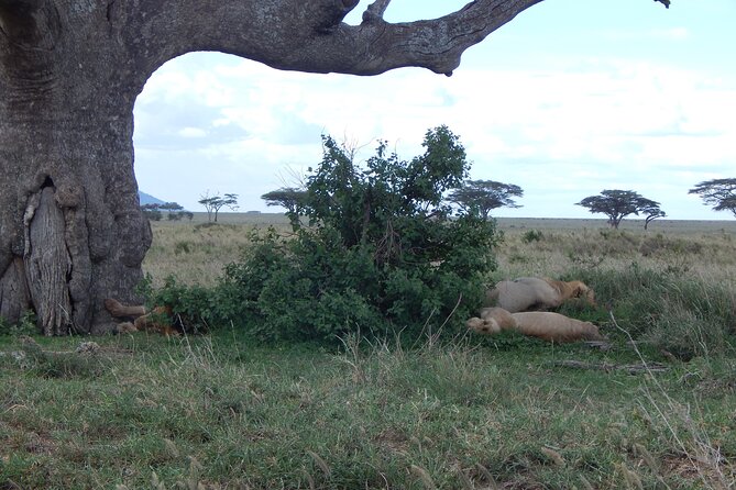 2 Days Tarangire and Ngorongoro Crater Tour - Guides, group size, and the human side of the trip